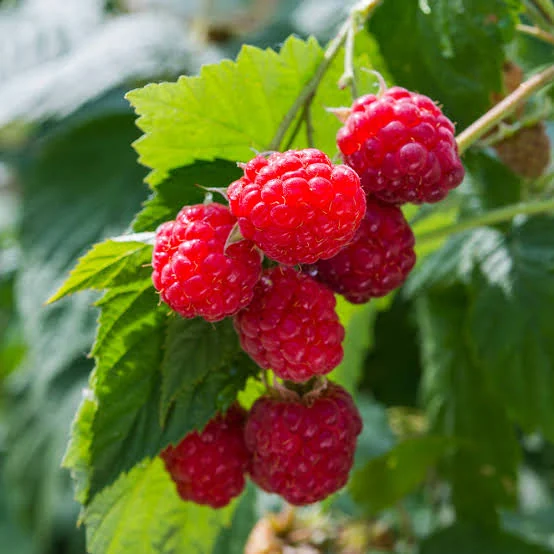 Red raspberries, the polyphenol source in the Prostaliss antioxidant group