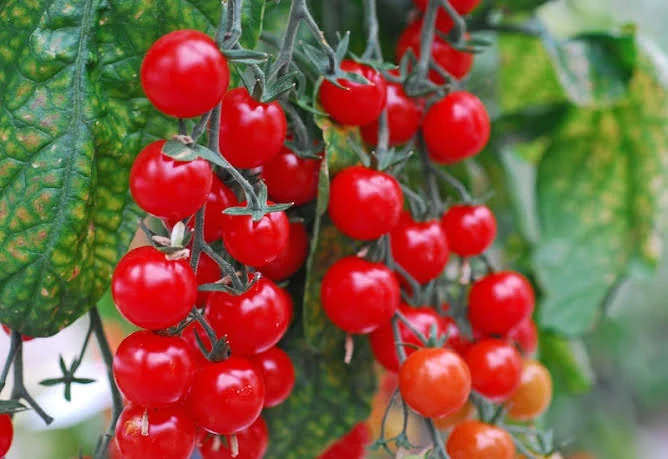 Tomatoes, the dietary source of the lycopene in Prostaliss